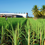 Sugar Cane Field**

A vast sugar cane field in Mauritius, with workers harvesting cane, fully clothed in modest work attire. The background shows a sugar factory under a clear sky. Safe for work, appropriate content, professional photography, perfect anatomy, natural proportions, family-friendly.

**